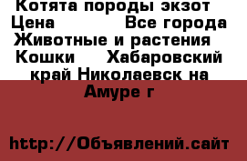 Котята породы экзот › Цена ­ 7 000 - Все города Животные и растения » Кошки   . Хабаровский край,Николаевск-на-Амуре г.
